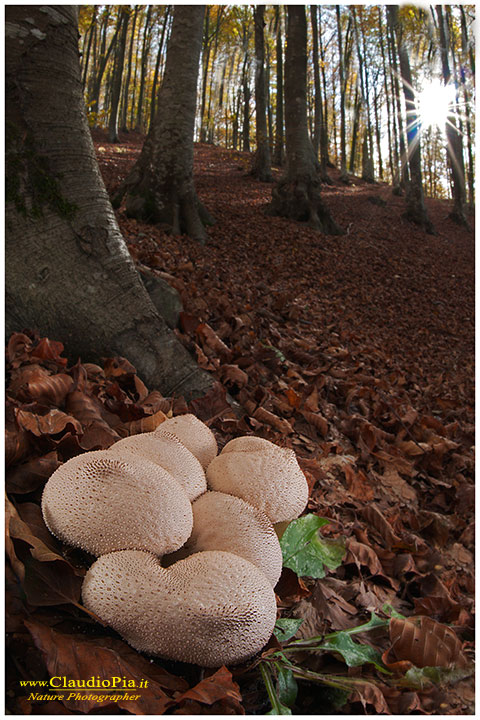 fungo, mushroom, autunm, fungi, fungus, mushrooms, val d'aveto